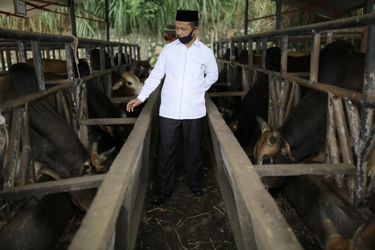 Kepala Dinas Peternakan Aceh, drh Rahmandi, saat meninjau kondisi sapi di Unit Pelayanan Terpadu Daerah (UPTD) Inseminasi Buatan dan Inkubator Kader Peternakan Saree, Aceh Besar, Jum'at (5/6).