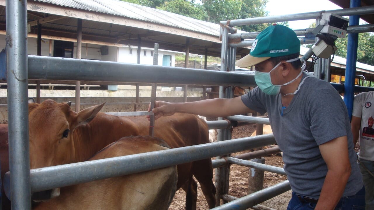 Investasi Ternak Sapi Di Aceh Besar Sangat Menjanjikan