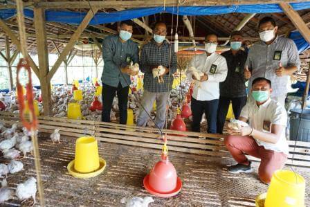 Peternakan ayam ras pedaging milik Teuku Zulfan yang berlokasi di Jalan Cot Tikoh, Gampong Pohroh Kecamatan Meureudu, Pijay