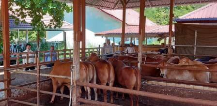 Pemimpin Bank Aceh Syariah KPO, Fadhil Ilyas, didampingi Muchtar Hasan, meninjau lokasi rumah potong hewan di Gampong Pande, Kecamatan Kutaraja, Banda Aceh.