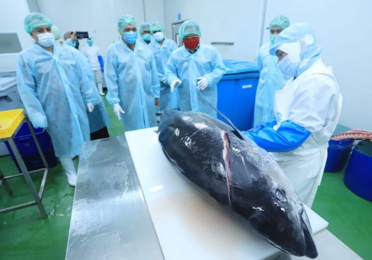 Pengolahan ikan tuna ekspor di Lampulo