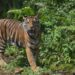 Harimau Sumatera menerkam petani cabai di Bakongan Aceh Selatan hingga luka parah