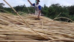 Ilustrasi produksi rotan di Kabupaten Simeulue