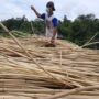 Ilustrasi produksi rotan di Kabupaten Simeulue