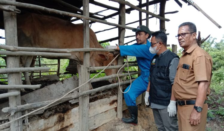 Plt Kadis Peternakan Aceh Zalsufran meninjau kondisi ternak sapi di Kabupaten Aceh Tamiang, Senin (26/6)