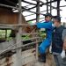 Plt Kadis Peternakan Aceh Zalsufran meninjau kondisi ternak sapi di Kabupaten Aceh Tamiang, Senin (26/6)
