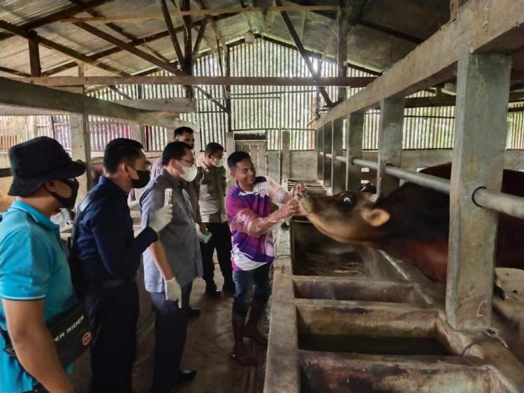 Penanganan hewan ternak yang terjangkit PMK di Aceh