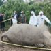 Seekor gajah sumatera betina ditemukan mati di kawasan Desa Srimulya, Kecamatan Peunaron, Kabupaten Aceh Timur