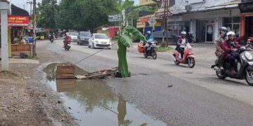 Warga tanam pohon pisang di tengah jalan T Iskandar Lambhuk Banda Aceh, yang rusak dan berlubang, Ahad (11/12)