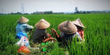 Petani di Kabupaten Aceh Besar dipastikan memperoleh tambahan kuota pupuk bersubsidi 6.000 ton tahun 2023, sehingga menjadi 18.000 ton