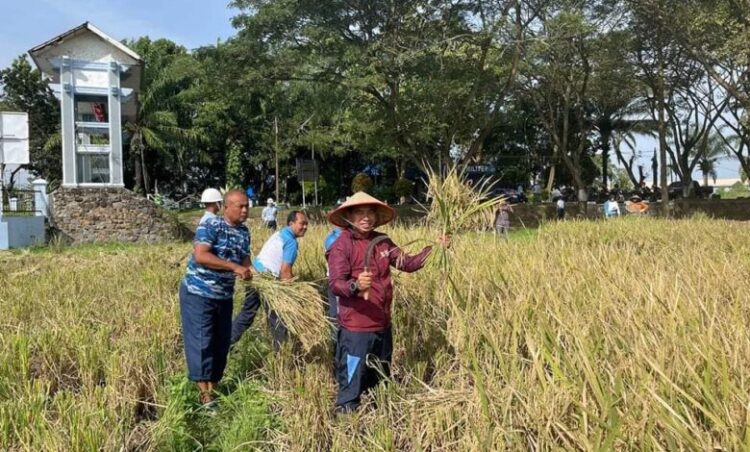 Danlanud SIM Kolonel Pnb Yoyon Kuscahyono melaksanakan panen padi di area persawahan Kelompok Tani Angkasa Lanud SIM, Blang Bintang, Aceh Besar, Selasa (3/1)