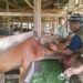 Petugas Dinas Pertanian Aceh Besar memasang Eartag pada hewan ternak yang sudah dipastikan sehat setelah dipastikan ternak tersebut tidak terkena PMK, LSD danLSDV, di beberapa kecamatan di Aceh Besa