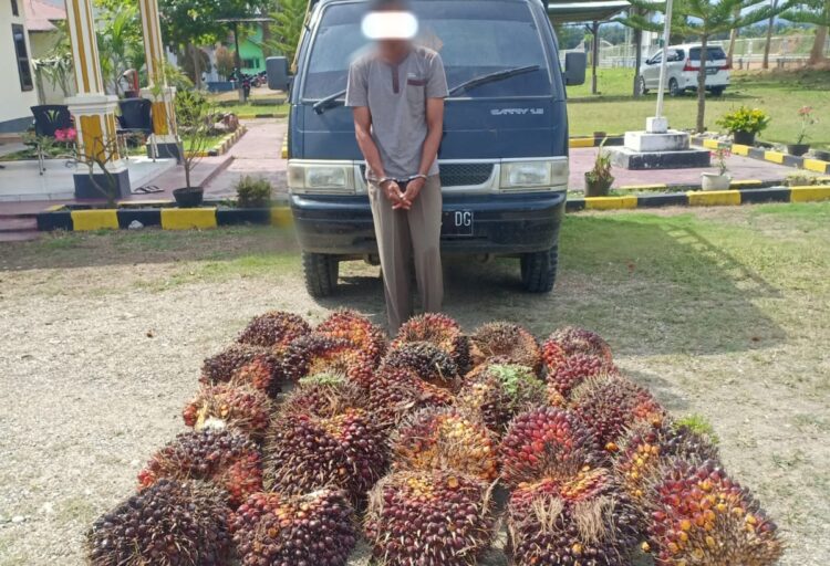 Seorang pria berinisial JHS (28) diamankan Polsek Cot Girek Polres Aceh Utara atas dugaan melakukan pencurian buah sawit milik PTPN 1 Cot Girek, Jum'at (3/3)