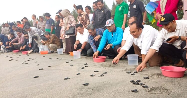 Pj Bupati Aceh Jaya Nurdin bersama Konjen Jepang Untuk Sumatera Takonai Susumu melepaskan Tukik Penyu di Pantai Aron Meubanja, Kecamatan Panga, Aceh Jaya pada Jum'at (10/3)