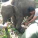 Gajah usia 4 tahun yang mengalami luka akibat terkena jerat Rusa di hutan Karang Ampar, Kecamatan Ketol, Aceh Tengah sebelum dilepasliarkan mendapat perawatan dari BKSDA