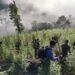 Tim gabungan TNI menemukan 8,9 hektar ladang ganja yang tersebar di tiga titik di kawasan hutan lindung Beutong Ateuh Banggala, Nagan Raya
