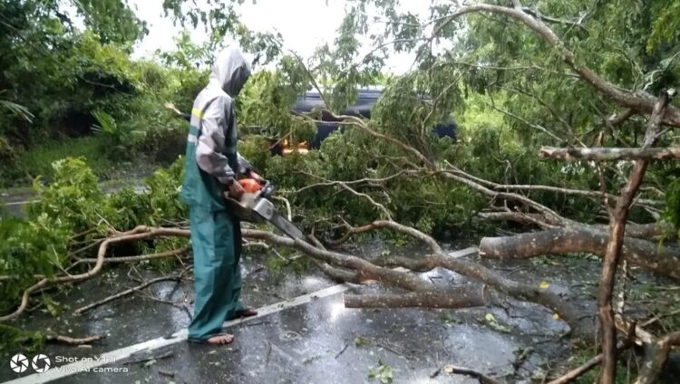 Tim BPBD Aceh Besar membantu membersihkan pohon tumbang di Gampong Seulimuem, Kecamatan Seulimuem, Sabtu sore (6/5/2023)