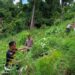 Personel Polsek Pulo Aceh memusnahkan ladang ganja seluas 4 hektar di pegunungan Desa Rinon Kecamatan Pulo Aceh, Aceh Besar pada Jum’at (23/6/2023)
