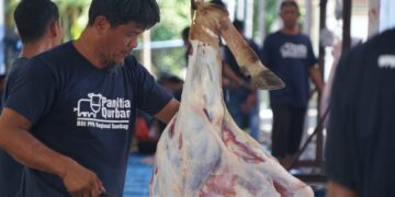 Pertamina Patra Niaga Sumbagut menyalurkan hewan kurban sebanyak 87 ekor, yang terdiri atas 47 ekor sapi dan 40 ekor kambing di Aceh, Sumut dan Sumbar