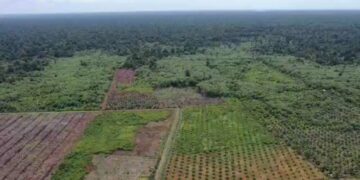 Suaka Margasatwa Rawa Singkil di Aceh sejak awal 2019 hingga Juni 2023 telah kehilangan 1.324 hektare tutupan hutan, akibat perambahan. Foto: FJL