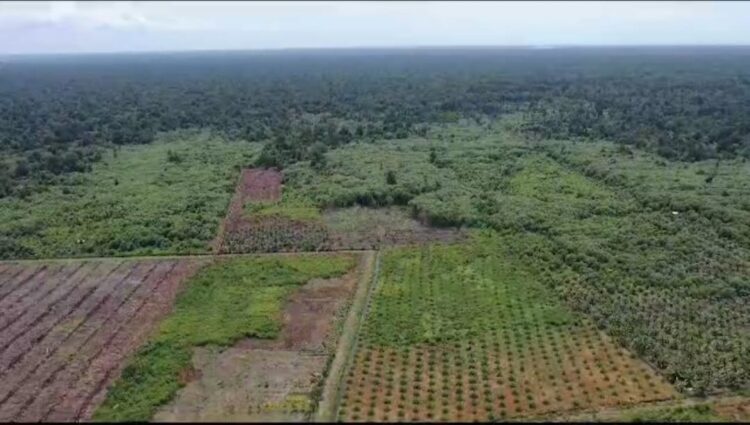 Suaka Margasatwa Rawa Singkil di Aceh sejak awal 2019 hingga Juni 2023 telah kehilangan 1.324 hektare tutupan hutan, akibat perambahan. Foto: FJL