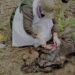 Seekor bayi gajah ditemukan mati di wilayah HGU PT Atakana, Desa Seumanah Jaya, Kecamatan Ranto Peureulak, Aceh Timur