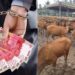 Penyidik Kejati Aceh menetapkan 3 tersangka korupsi pengadaan 200 ekor sapi pada Dinas Pertanian Aceh Tenggara Tahun 2019 bersumber dari Dana Otonomi Khusus