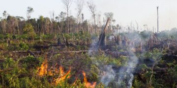 PT Kallista Alam membayar ganti rugi atas kebakaran hutan dan lahan gambut Rawa Tripa di perkebunan sawit di Nagan Raya sebesar Rp 57,1 miliar, dari kewajiban Rp 114 miliar