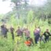 Satresnarkoba Polres Aceh Utara kembali memusnahkan ribuan batang tanaman ganja di ladang seluas 1 hektar di Gampong Cot Ara Batu Kecamatan Sawang, Aceh Utara, Rabu (22/11)