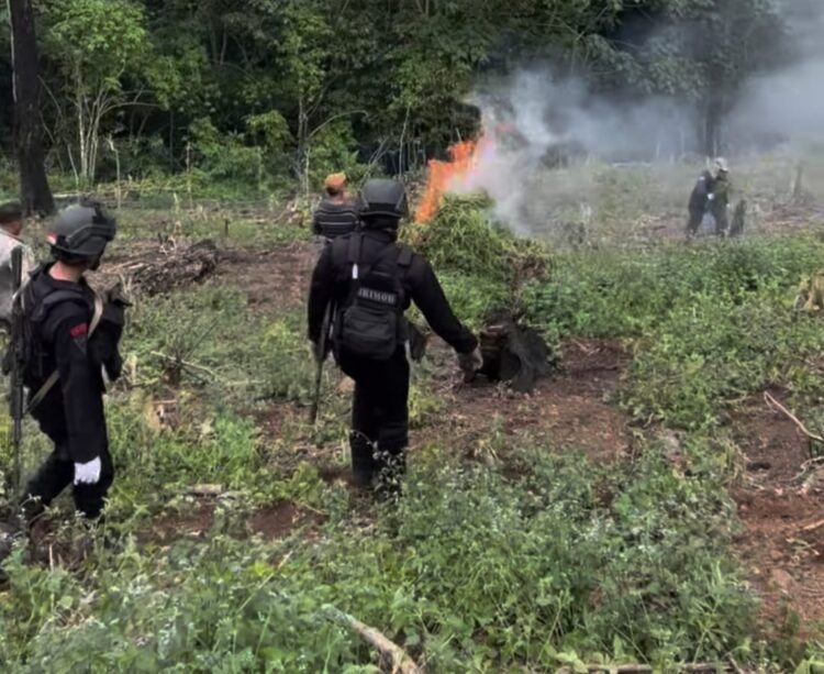 Polres Aceh Besar bersama BNN RI melakukan pemusnahan ladang ganja di dua lokasi, Rabu, 6 Maret 2024