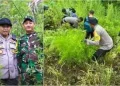 Personel Polres Pidie dipimpin Kapolres AKBP Imam Asfali yang dibantu TNI dan masyarakat setempat memusnahkan ladang ganja seluas 1,5 hektar, Jum'at (10/5/2024), di Kecamatan Mane. (Foto: Dok. Polres Pidie)