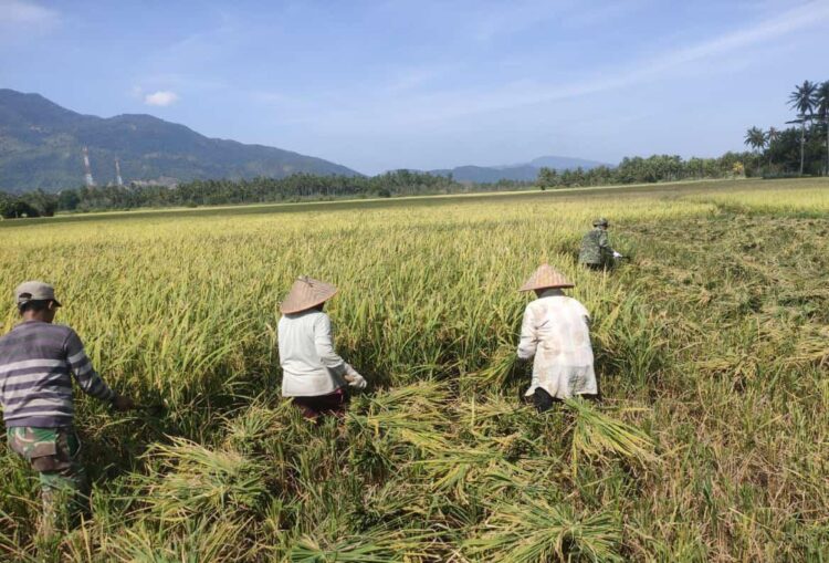 Petani sedang panen menggunakan sabit di Kecamatan Simpang Tiga, Aceh Besar, Jum'at (31/1)