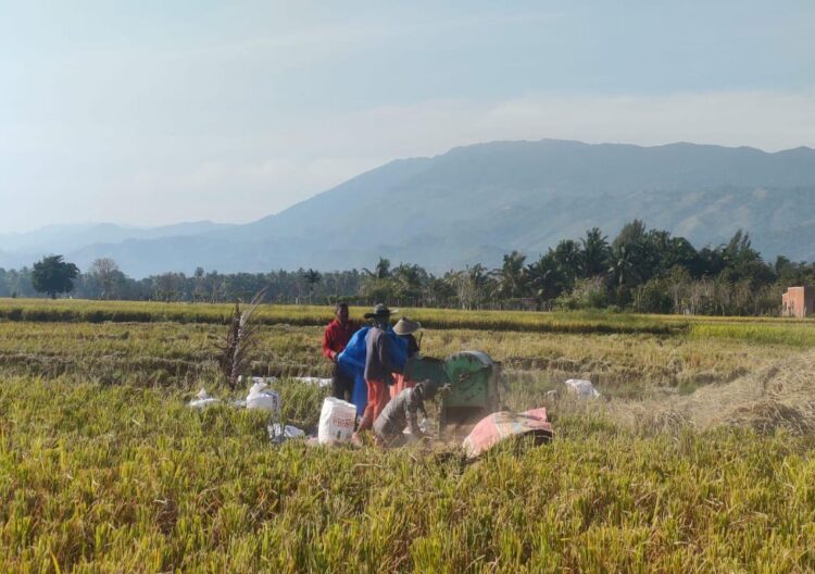 Petani sedang merontokkan hasil panennya di Gampong Ateuk Lampeuot Kecamatan Simpang Tiga