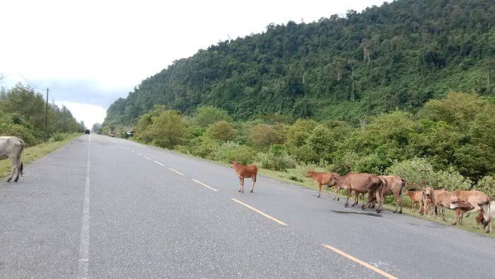 Sebanyak 18 lokasi jalan raya di Aceh dilaporkan rawan mengalami kecelakaan disebabkan hewan ternak berkeliaran yang dilepaskan oleh masyarakat