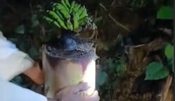Bantal Jenazah Berbuah Pisang, Warga Heboh: Ini Pisang dari Surga?
