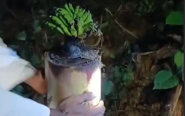 Bantal Jenazah Berbuah Pisang, Warga Heboh: Ini Pisang dari Surga?