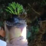 Bantal Jenazah Berbuah Pisang, Warga Heboh: Ini Pisang dari Surga?