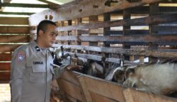 Aipda Teuku Abdullah, Anggota polisi di Polsek Darul Kamal, Polresta Banda Aceh, yang sukses dengan usaha ternak kambing. (Foto: For Infoaceh.net)