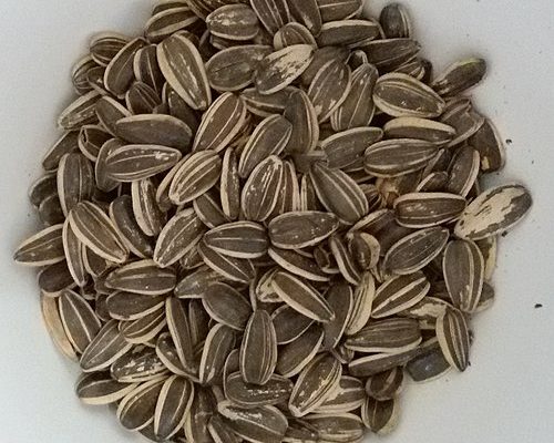 Kuaci