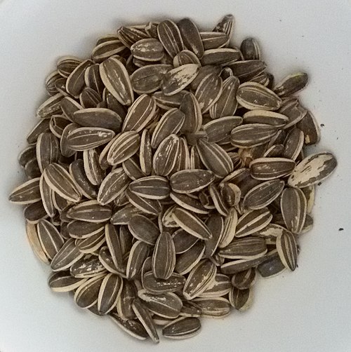 Kuaci