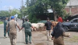 Petugas Satpol PP-WH Aceh Besar menangkap sapi liar di depan Kantor Camat Darul Imarah, Kabupaten Aceh Besar, Kamis pagi (8/5)