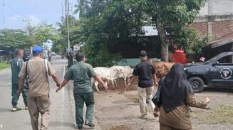 Petugas Satpol PP-WH Aceh Besar menangkap sapi liar di depan Kantor Camat Darul Imarah, Kabupaten Aceh Besar, Kamis pagi (8/5)