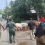 Petugas Satpol PP-WH Aceh Besar menangkap sapi liar di depan Kantor Camat Darul Imarah, Kabupaten Aceh Besar, Kamis pagi (8/5)
