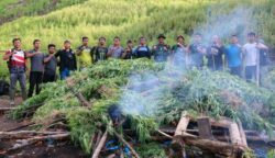 Tim gabungan Kodim 0113/Gayo Lues bersama BNN memusnahkan ladang ganja seluas 3 hektare di kawasan pegunungan Desa Ekan, Kecamatan Pining, Gayo Lues, pada Ahad, 11 Mei 2025.