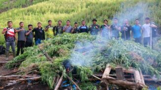 Tim gabungan Kodim 0113/Gayo Lues bersama BNN memusnahkan ladang ganja seluas 3 hektare di kawasan pegunungan Desa Ekan, Kecamatan Pining, Gayo Lues, pada Ahad, 11 Mei 2025.