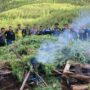 Tim gabungan Kodim 0113/Gayo Lues bersama BNN memusnahkan ladang ganja seluas 3 hektare di kawasan pegunungan Desa Ekan, Kecamatan Pining, Gayo Lues, pada Ahad, 11 Mei 2025.