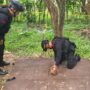 Tim Penjinak Bom Detasemen Gegana Satuan Brimob Polda Aceh saat melakukan pemusnahan bom proyektil tank aktif yang ditemukan warga di Desa Lampaya, Kecamatan Lhoknga, Aceh Besar, Sabtu (10/5/2025). (Foto: Dok. Sat Brimobda Aceh)