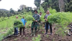Kodim 0113/Gayo Lues bersama BNNK melaksanakan pemusnahan ladang ganja seluas 3 hektare di kawasan pegunungan Desa Ekan, Kecamatan Pining