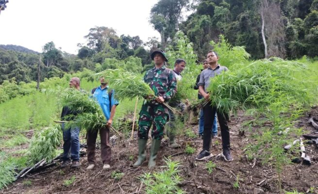 Kodim 0113/Gayo Lues bersama BNNK melaksanakan pemusnahan ladang ganja seluas 3 hektare di kawasan pegunungan Desa Ekan, Kecamatan Pining