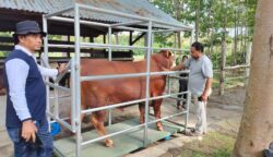 Jenis Hewan Kurban Selain Kambing dan Sapi: Ini Syarat Lengkapnya Menurut Syariat Islam